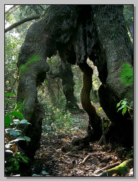 Quercus ilex / leccio